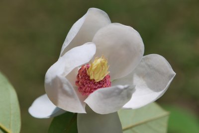 Magnolia wilsonii - šácholan Wilsonův